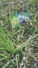 Close-up of insect on grass