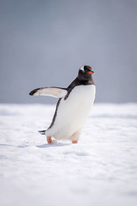 Gentoo penguin crosses snow holding out flipper