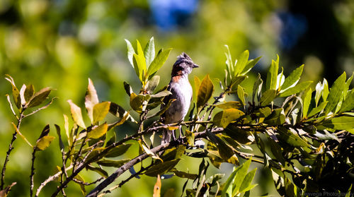 Bird perching on a plant