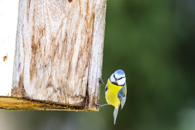 Close-up of parrot perching on a tree