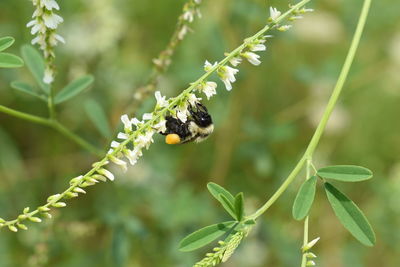 Close-up of insect on flower