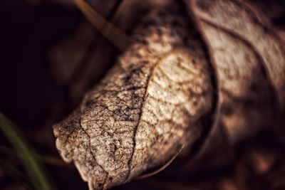Close-up of lizard