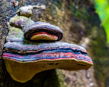 Close-up of rusty metal on rock