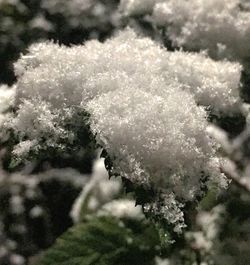 Close-up of snow on tree