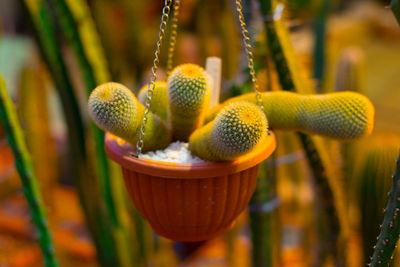 Close-up of plant