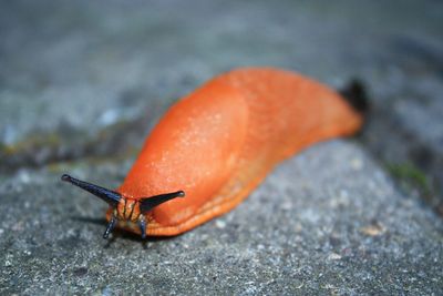 Close-up of snail on ground