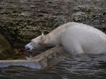 View of horse drinking water from rock