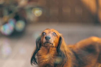 Close-up of dog