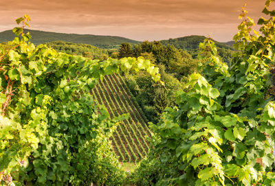 Sunset in a vineyard in hessen germany