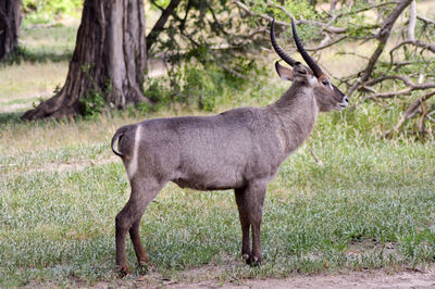 Side view of deer standing on grassy field