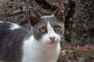 Close-up portrait of a cat