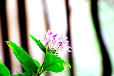 Close-up of flowers against blurred background