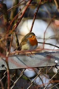 Close-up of bird perching on branch