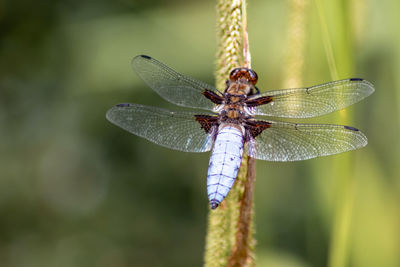 Close-up of dragonfly on leaf