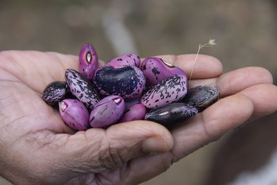 Scarlet runner beans are one of the oldest runner beans in existence. 