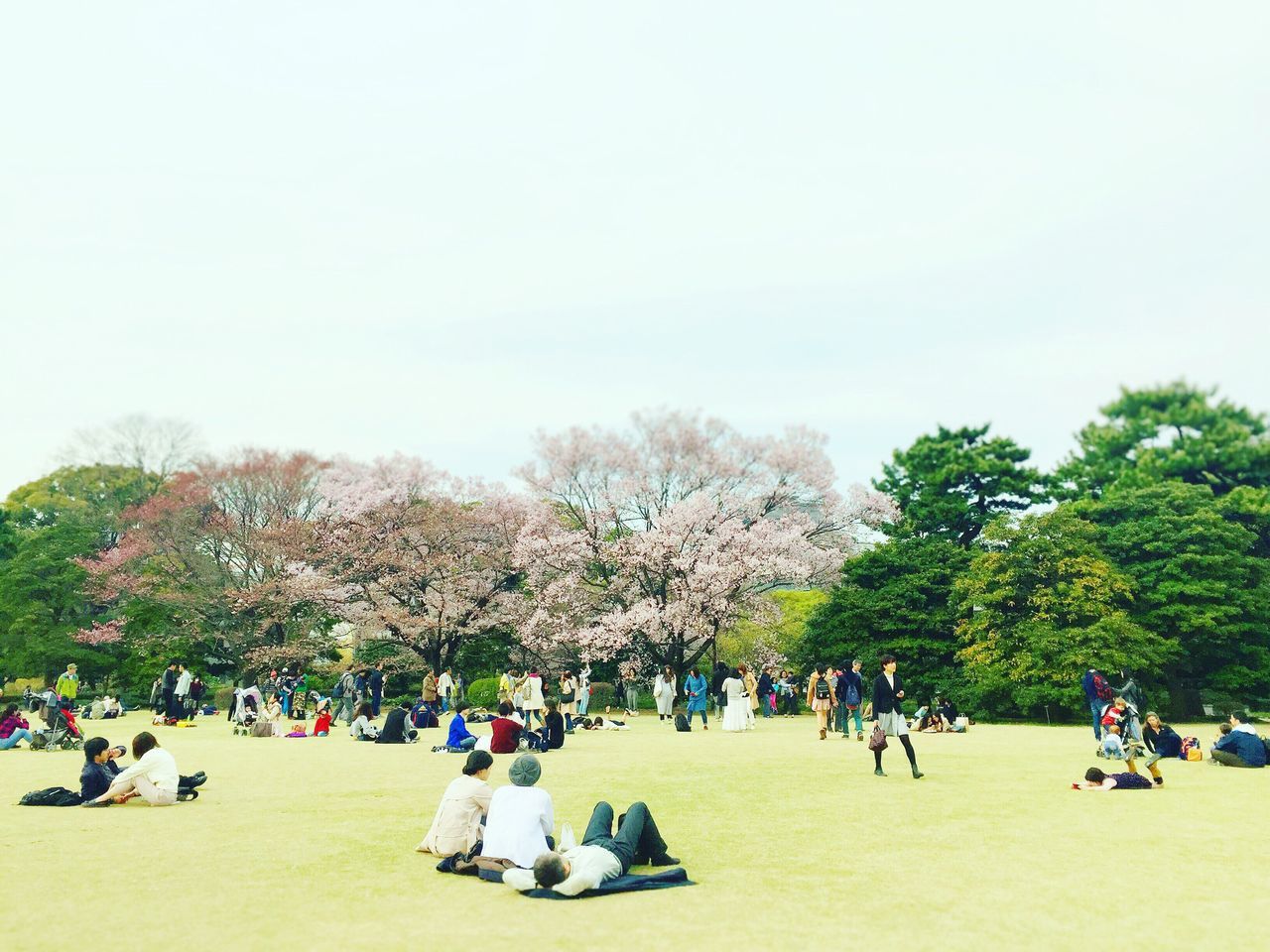 large group of people, lifestyles, leisure activity, person, men, tree, mixed age range, enjoyment, relaxation, vacations, crowd, fun, togetherness, clear sky, copy space, sitting, landscape, tourist, grass