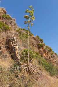 Plants growing on land against sky