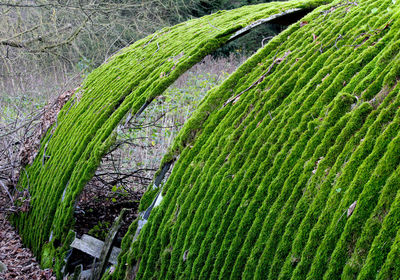 Plants growing in field