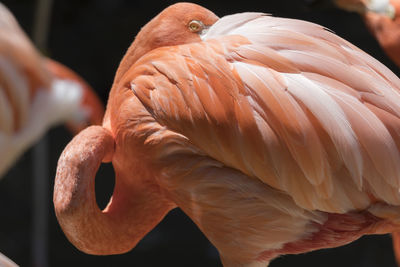 Red flamingo in the farm