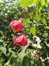 Close-up of red hibiscus blooming outdoors