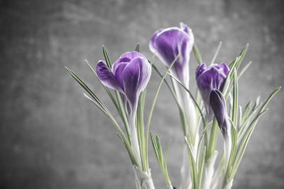 Close-up of purple crocus flowers