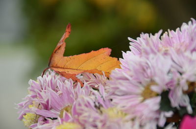 Close-up of butterfly on pink flowering plant