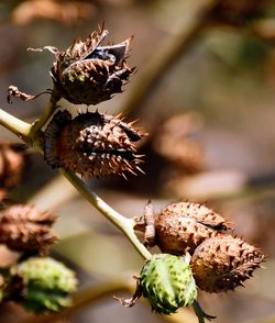 Close-up of wilted flower plant