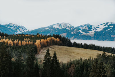 Pine trees on snowcapped mountains against sky