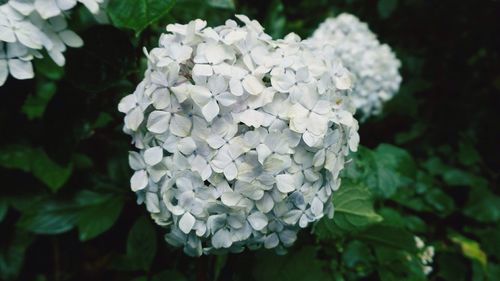 Close-up of white hydrangea blooming outdoors