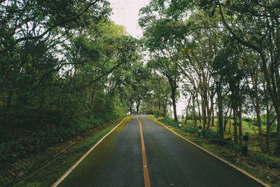 Road amidst trees and plants