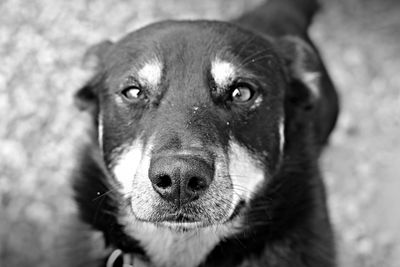 Close-up portrait of dog