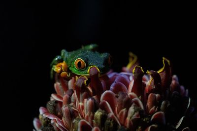 Red-eyed treefrog on a flower