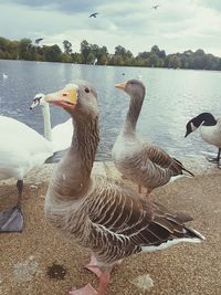 Swans swimming in lake against sky