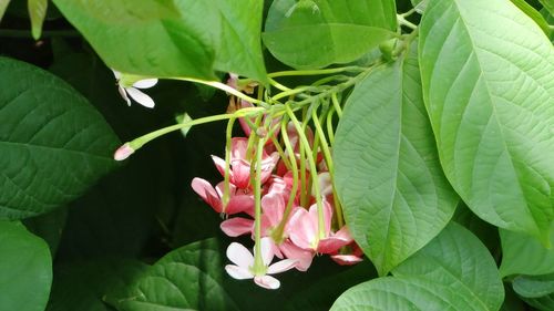 Close-up of flower blooming on plant