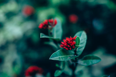 Close-up of red flower blooming outdoors