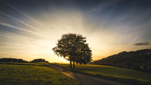 Trees on landscape against sky during sunset