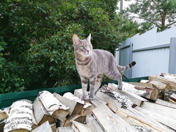 Portrait of cat sitting on wood