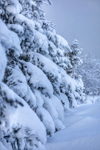 Scenic view of snow covered landscape
