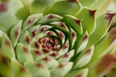 Full frame shot of succulent plant