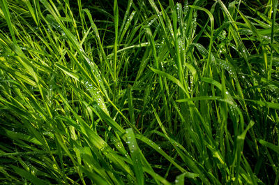 Full frame shot of grass