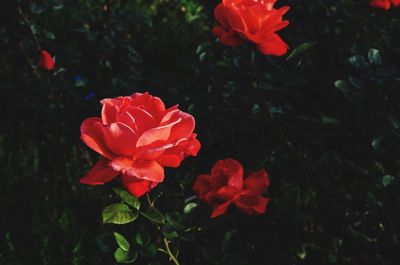 Close-up of red flowers