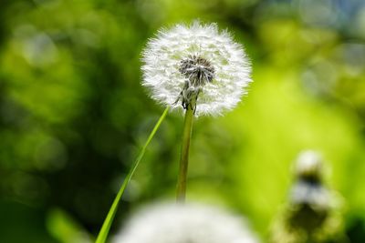Close-up of dandelion against blurred background