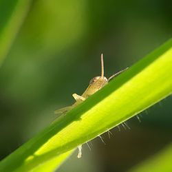 Close-up of grasshopper on leaf