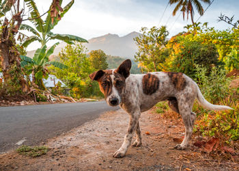 Portrait of a dog standing on road