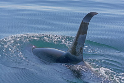 Orca swimming in the waters of prince william sound near valdez, alaska