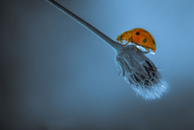 Close-up of ladybug over black background