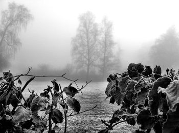 Trees in foggy weather