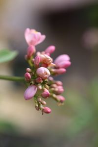 Close-up of pink flowers