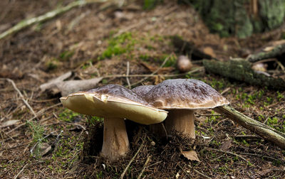 Close-up of mushroom growing on field