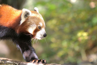 Close-up of red panda